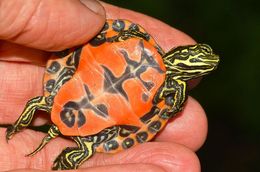 Image of American Red-bellied Turtle