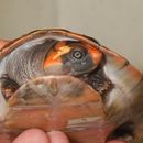 Image of Red-headed Amazon River Turtle