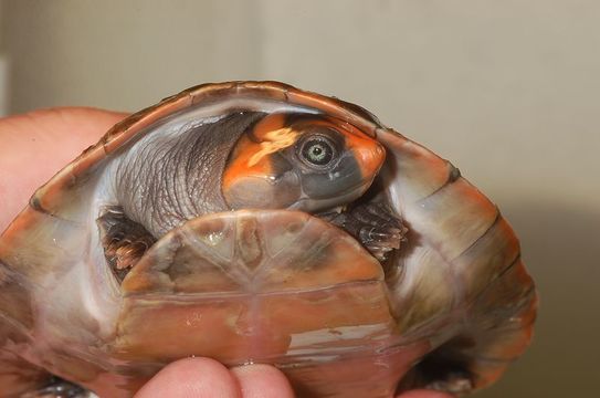 Image of Red-headed Amazon River Turtle