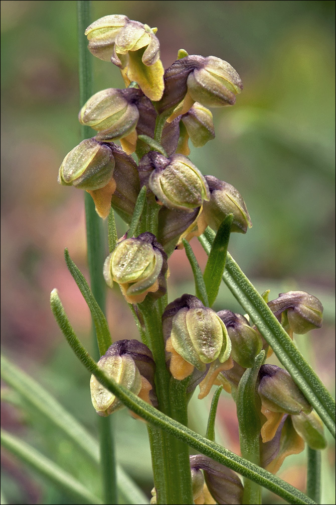 Image of Alpine Dwarf Orchid