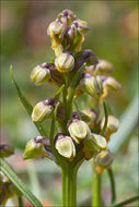 Image of Alpine Dwarf Orchid