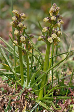 Plancia ëd Chamorchis alpina (L.) Rich.