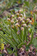 Image de Chaméorchis des Alpes