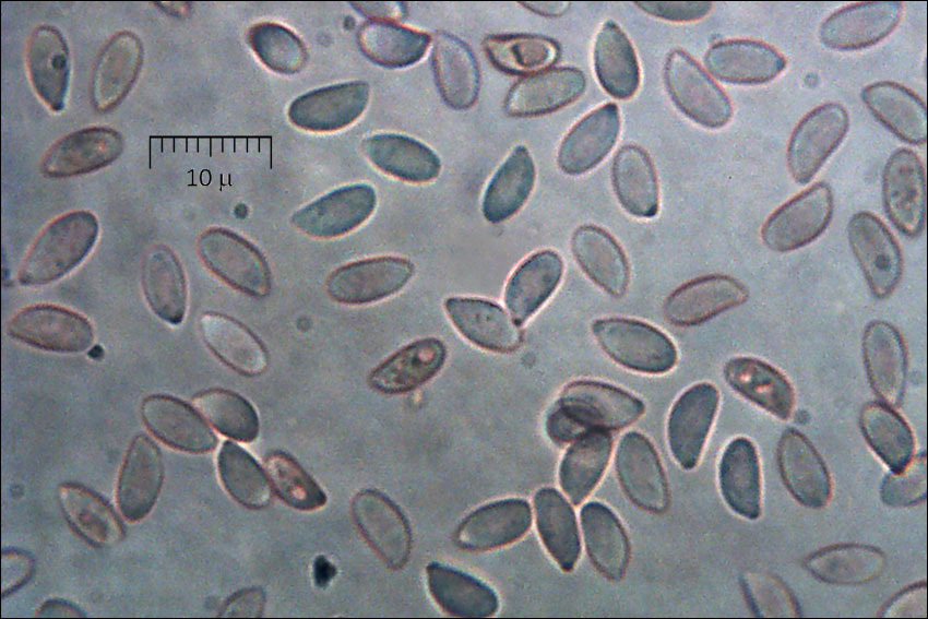 Imagem de Gymnopus dryophilus (Bull.) Murrill 1916