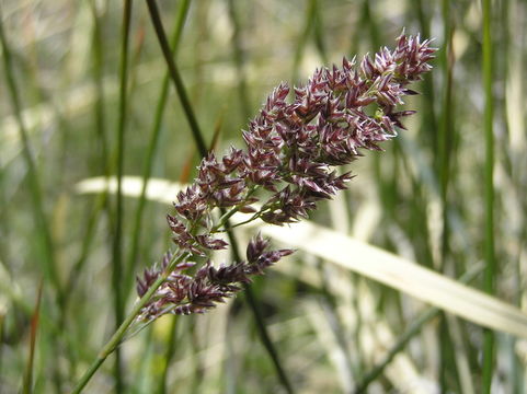 صورة Poa atropurpurea Scribn.