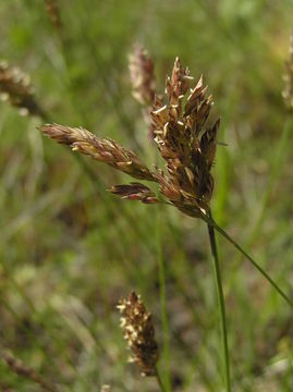 Image of San Bernardino bluegrass