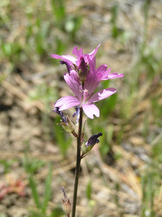 Image of birdfoot checkerbloom