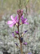 Image of birdfoot checkerbloom