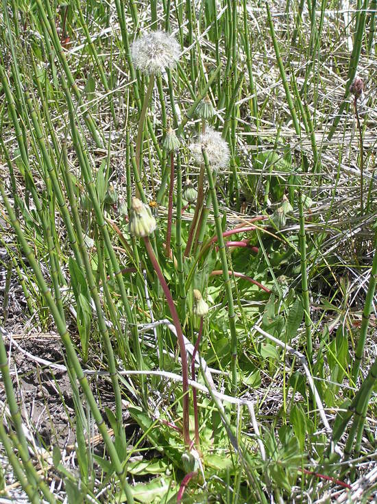 Слика од Taraxacum californicum Munz & I. M. Johnston