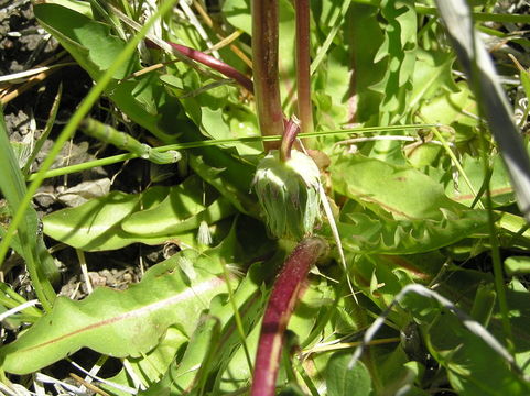 Image of California dandelion