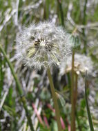 Слика од Taraxacum californicum Munz & I. M. Johnston