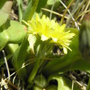 Image de Taraxacum californicum Munz & I. M. Johnston