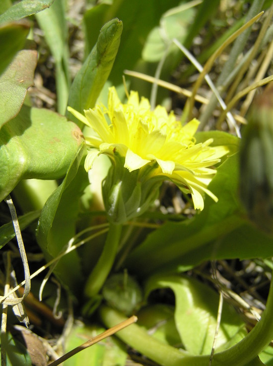 Image of California dandelion