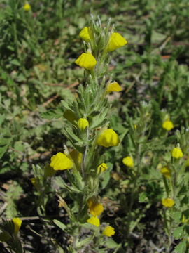 Image of San Bernardino Mountains Indian paintbrush