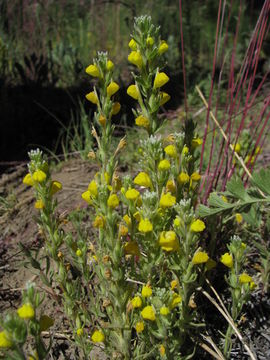 Image of San Bernardino Mountains Indian paintbrush