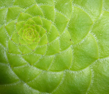 Image of Aeonium tabulaeforme (Haw.) Webb & Berth.