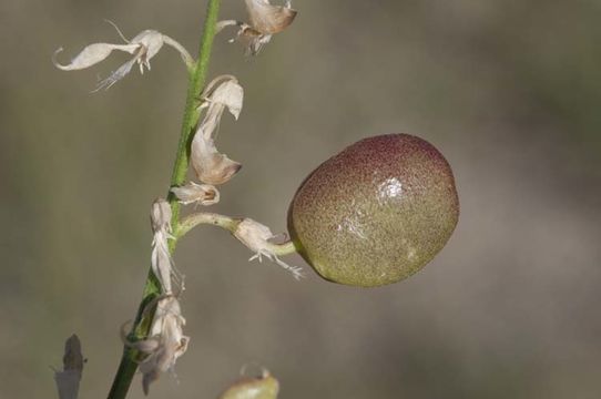 Imagem de Sphaerophysa salsula (Pall.) DC.