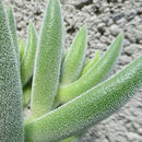 Image of Crassula mesembryanthemoides (Haw.) D. Dietr.