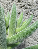 Image of Crassula mesembryanthemoides (Haw.) D. Dietr.