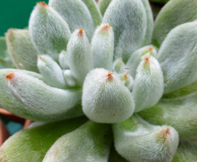 Image of <i>Echeveria leucotricha</i>