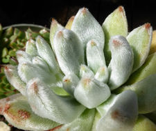 Image of <i>Echeveria leucotricha</i>