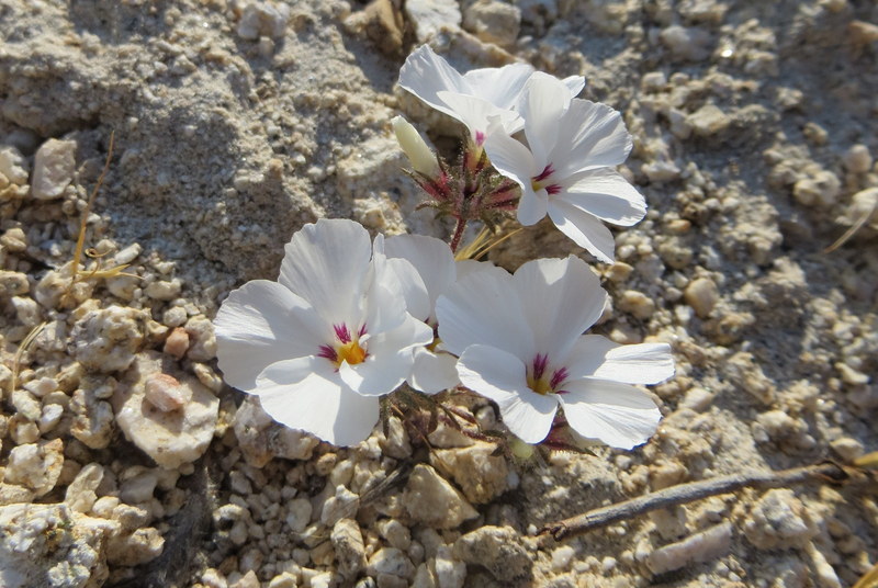 Image of San Gabriel linanthus