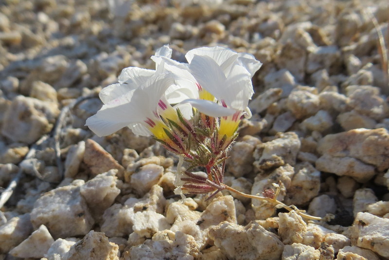 Image of San Gabriel linanthus