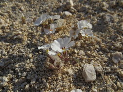 Image of San Gabriel linanthus