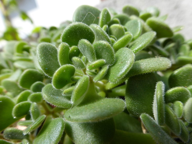 Sedum nevii A. Gray的圖片