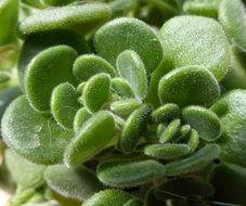 Sedum nevii A. Gray的圖片