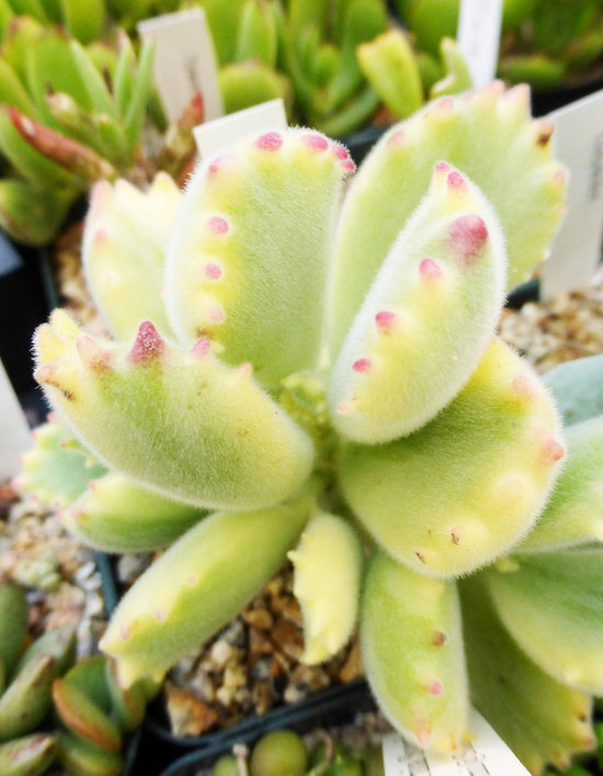 Image of Cotyledon tomentosa Harv.