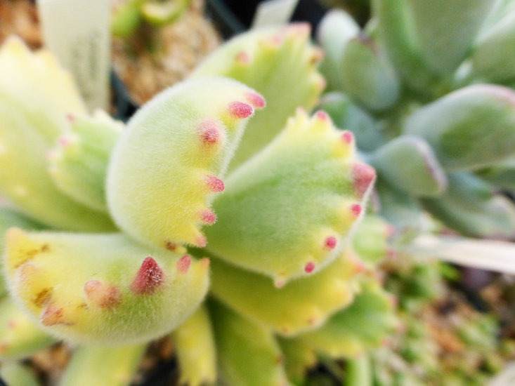 Image of Cotyledon tomentosa Harv.