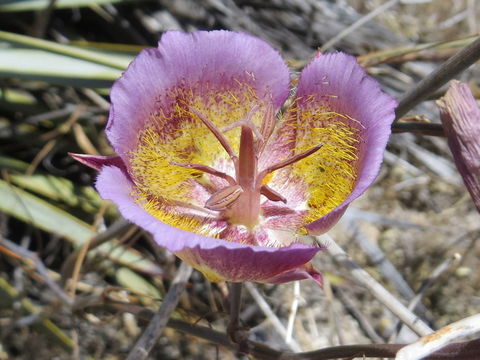 Image of Plummer's mariposa lily