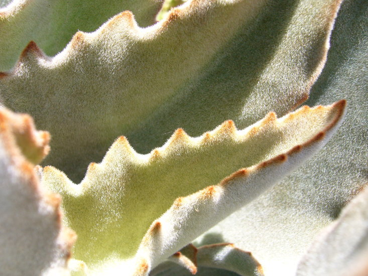 Image of Elephant's ear Kalanchoe