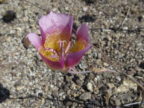 Image of Plummer's mariposa lily