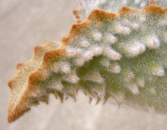 Image of Elephant's ear Kalanchoe