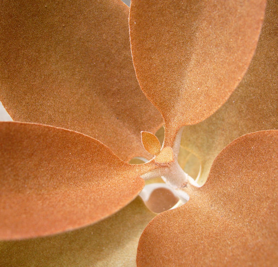 Image of Kalanchoe orgyalis Baker