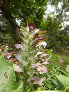 Image de Acanthus hungaricus (Borbás) Baenitz