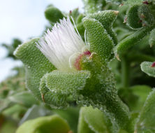 Image de Mesembryanthemum crystallinum L.