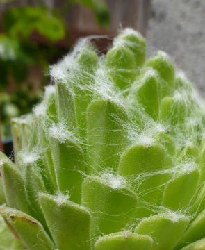 Image of Cobweb Houseleek