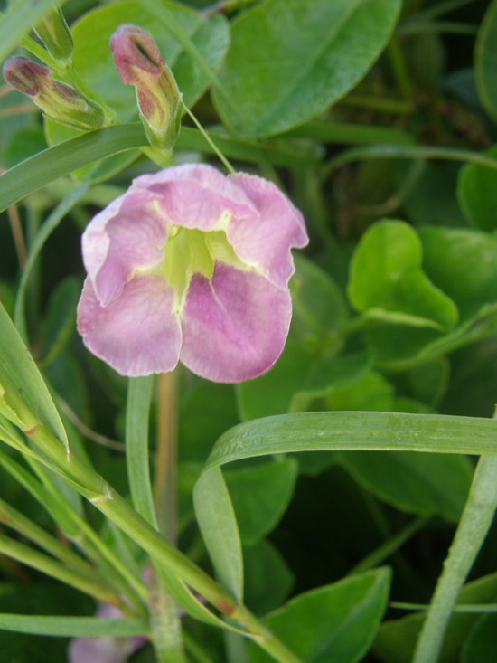 Image of Chinese violet