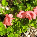 Image of Barleria repens Nees