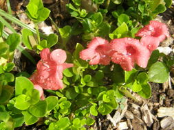 Imagem de Barleria repens Nees