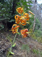 Image of Humboldt's lily
