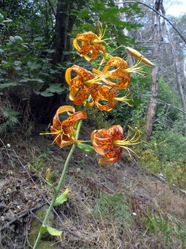 Image de Lilium humboldtii subsp. ocellatum (Kellogg) Thorne