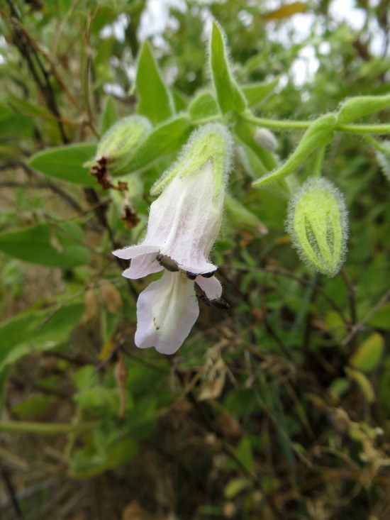 Imagem de Lepechinia fragrans (Greene) Epling