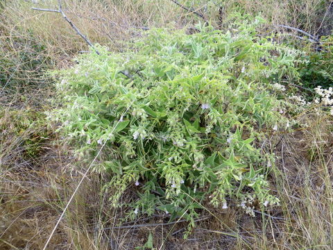 Слика од Lepechinia fragrans (Greene) Epling