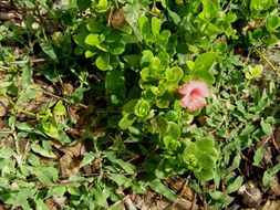 Imagem de Barleria repens Nees