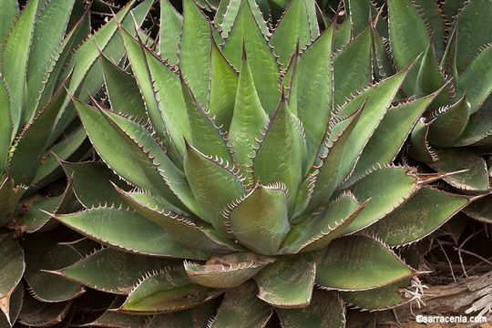 Image of coastal agave