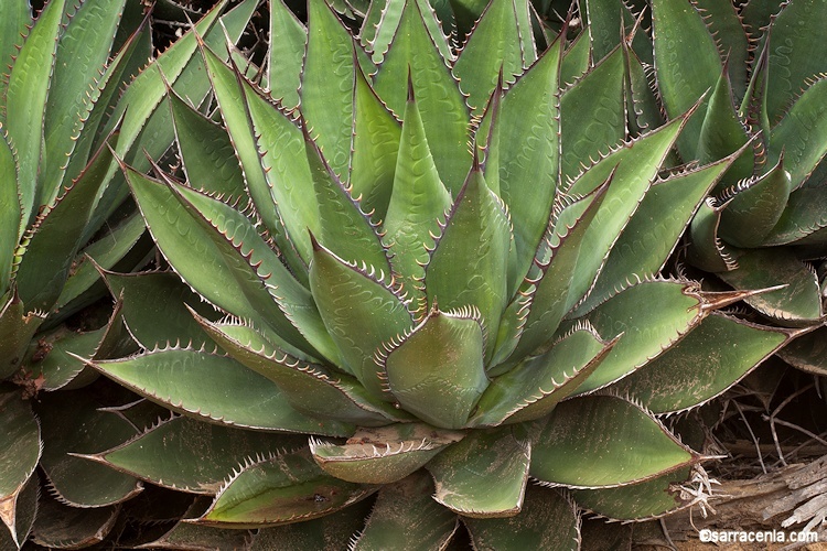 Image de Agave shawii Engelm.